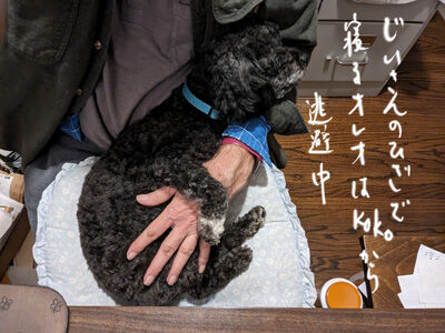 2024-01-16-oreo1