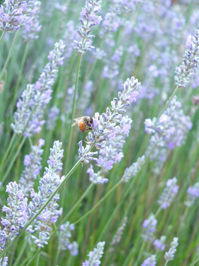 2020-06-16-lavender2