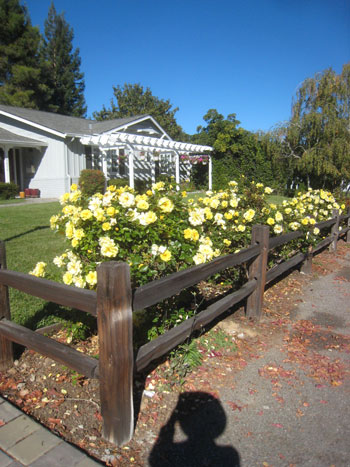 2012-11-05-walk4