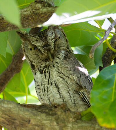 2024-01-07-owl3