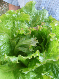 2011_08_04_lettuce2