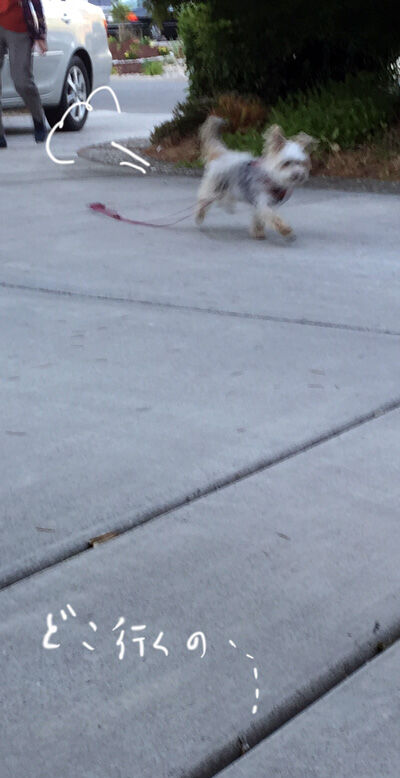 2021-06-13-rasta4