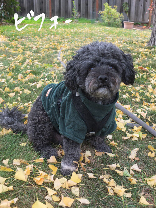 2025-11-18-teddybearcut1