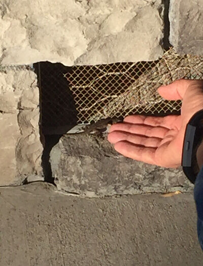 2021-01-17-lizard2
