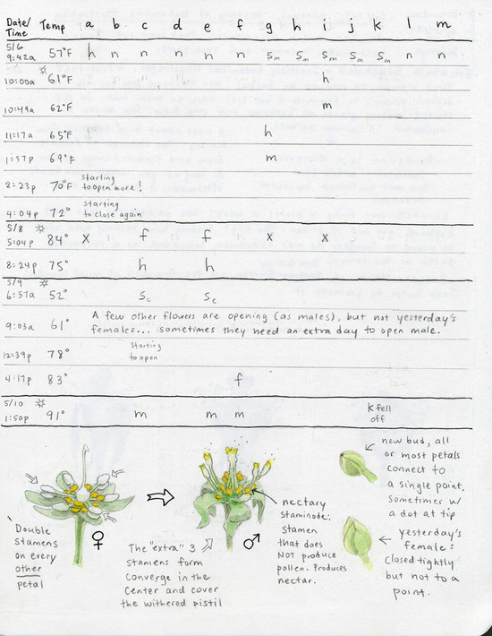 2021-05-13-avocado2