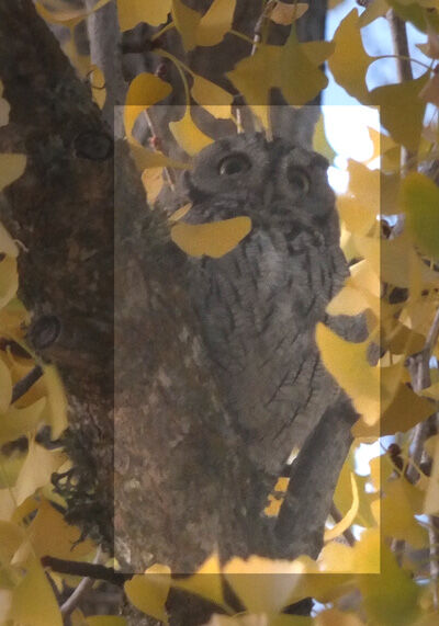 2024-01-07-owl1