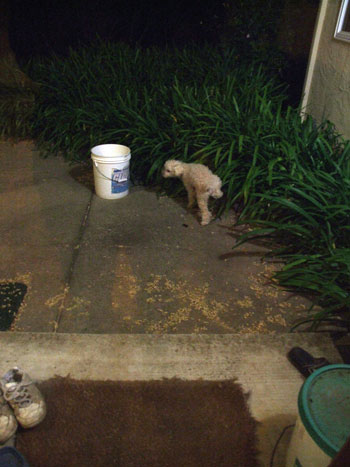 2012_06_21-pee