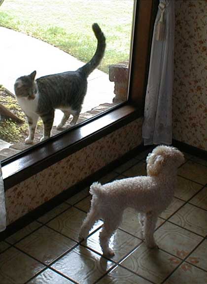 2015-05-31-chibicat2