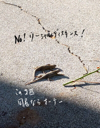 2020-05-11-lizard1
