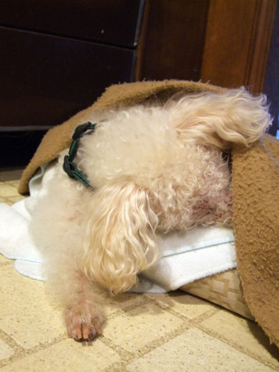 2014-12-27-chibisleep