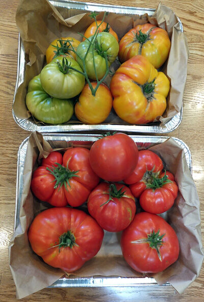 2021-09-05-tomato2