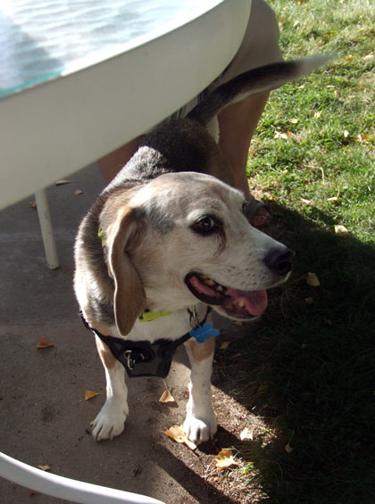 2015-10-25-chibikona3