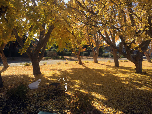 2020-12-04-ginko1