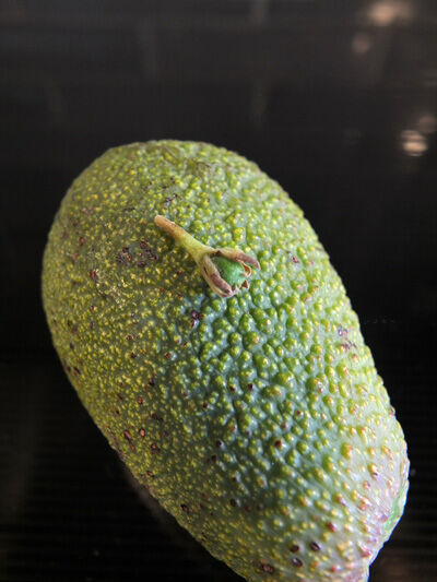 2021-05-23-avocado2