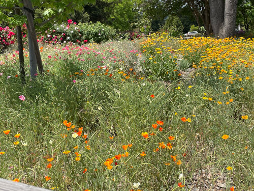 2025-06-13-meadow4