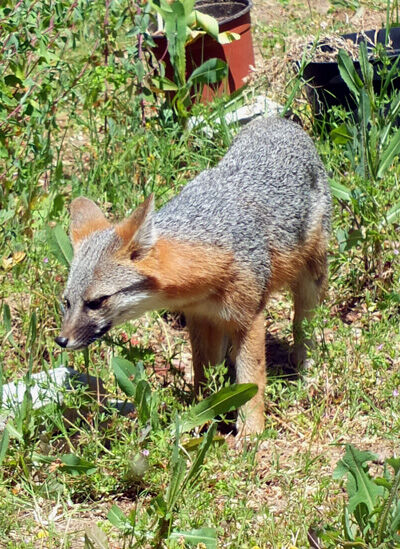 2024-05-04-fox3