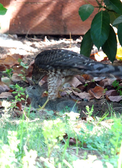 2019-09-03-hawk2