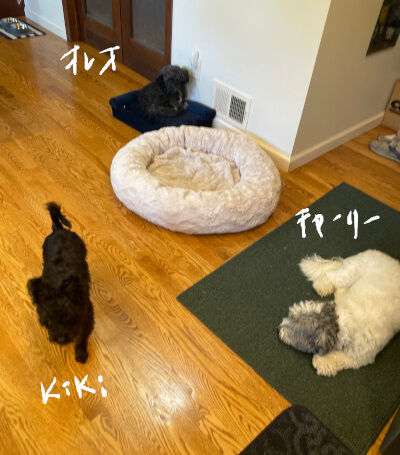 2024-10-05-3dogs3