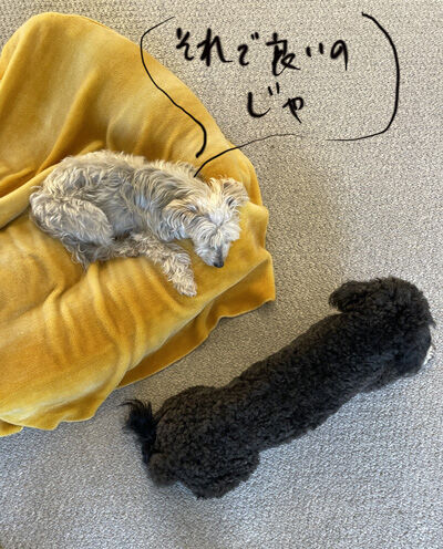 2023-07-29-rastaoreo6