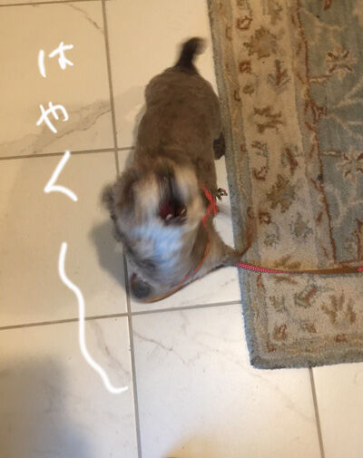 2020-07-03-judy1