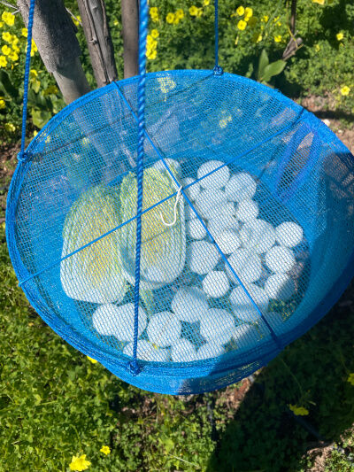2026-03-06-daikon1