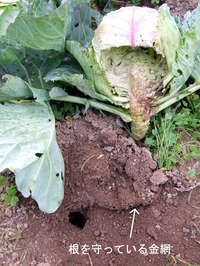 2011_04_09_cabbage2