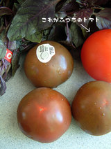 赤トマトと紫トマト