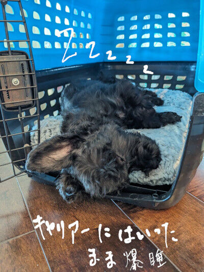2024-10-08-dogs1