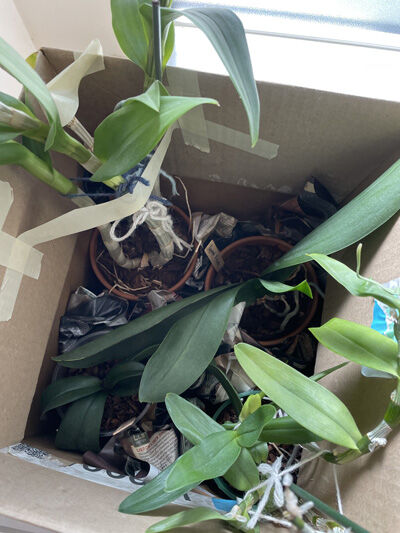 2022-02-14-orchid1