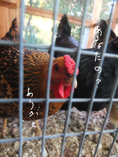 2019-12-23-egg1