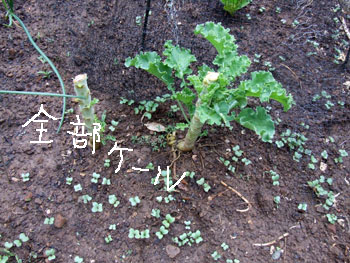 2013-06-26-kale2