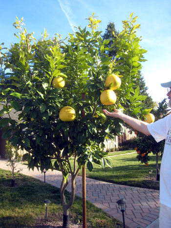 2013-01-22-pomelo