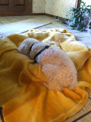 2014-07-21-chibisleep2
