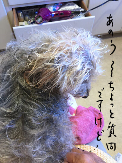 2020-11-17-rasta2