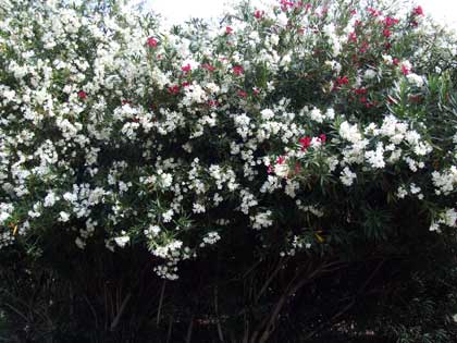 2015-07-01-oleander1