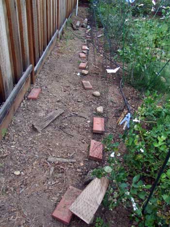 2014-09-03-blueberrytree4