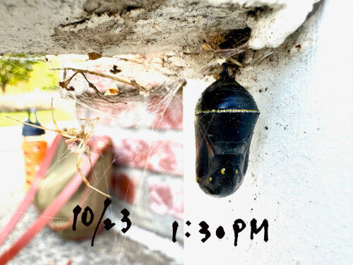 2025-10-25-monark3