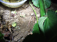 2013-05-14-3slugs