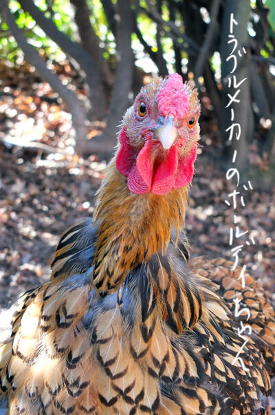 2020-12-23-chick2