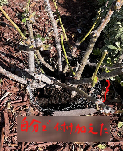 2024-01-13-gopher8