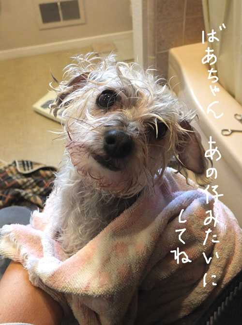 2018-12-20-rasta4