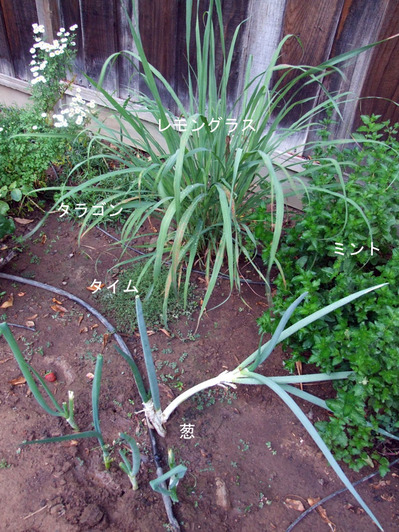 2013-07-22-herb