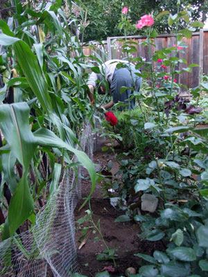 2013-07-12-fence1