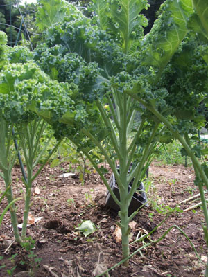 2012_07_17-kale526