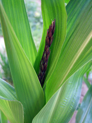 2013-06-15-corn2