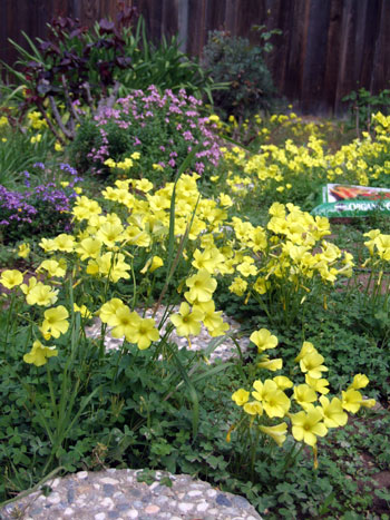 2012_04_29-sourgrass