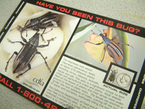 weevil