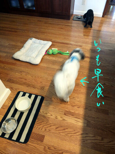 2025-06-21-oreocharlie2