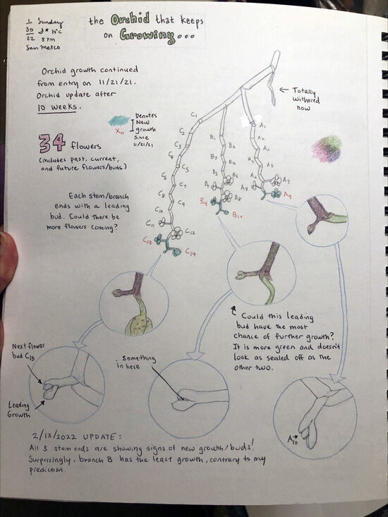 2022-02-14-orchid7