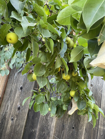 2023-08-01-pear1